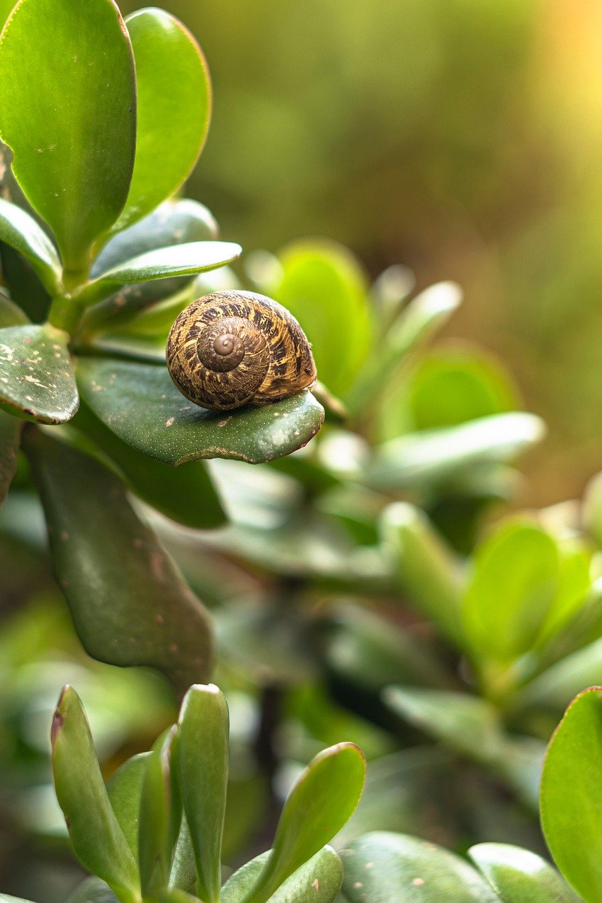 snail, plant, foliage, nature, green, shells, garden, leaf, nature, nature, nature, nature, nature