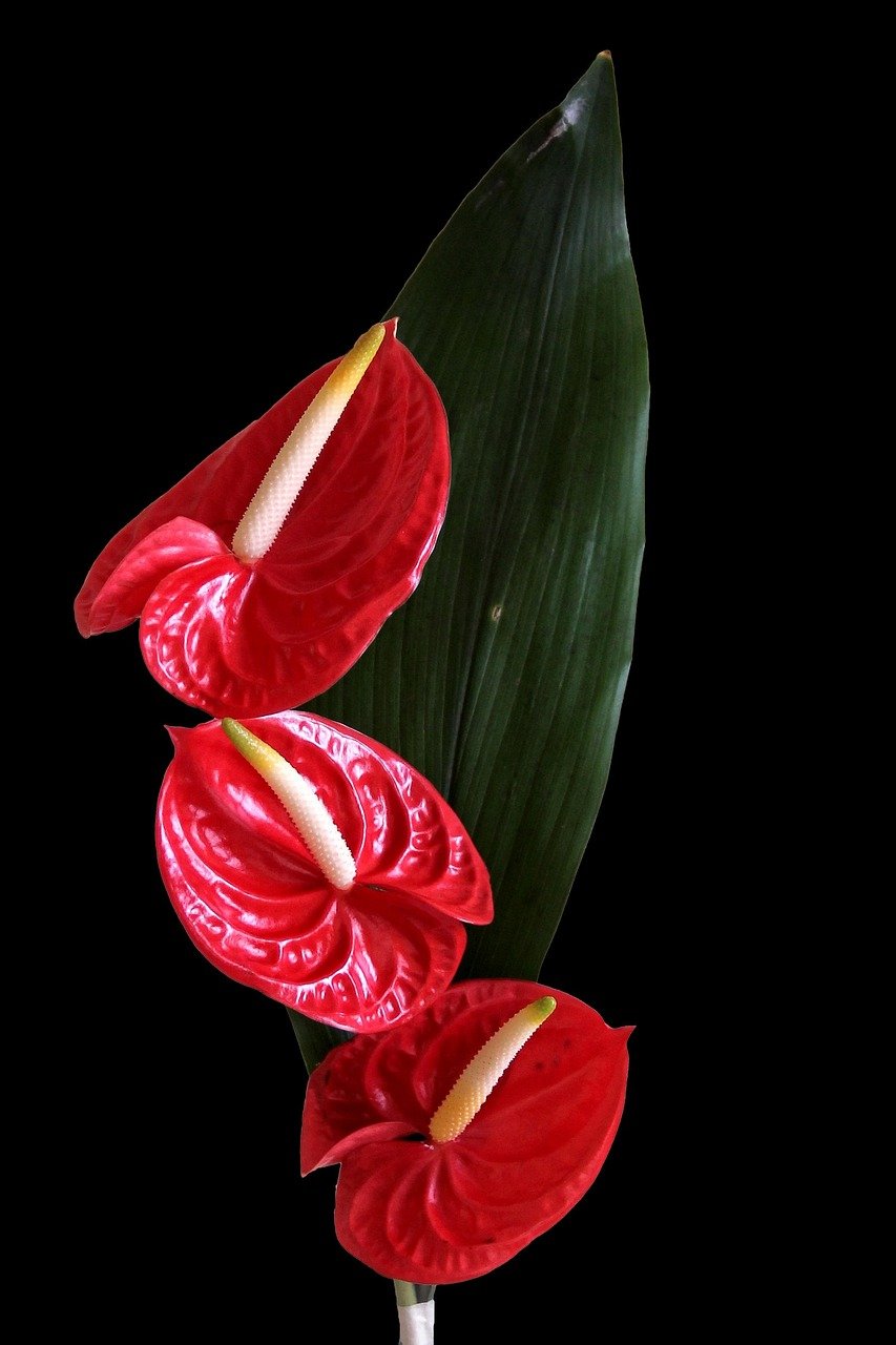 flamingo flower, anthurium, blossom, bloom, red, anthurium, anthurium, anthurium, anthurium, anthurium