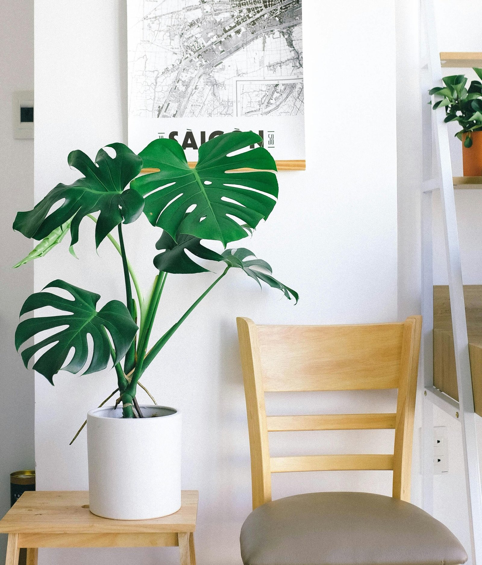 Minimalist indoor decor featuring a Monstera plant beside a wooden chair in a Vietnamese home.