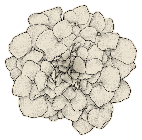 Hortensia – blanc