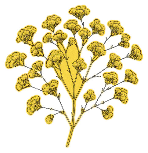 Limonium – jaune