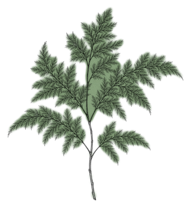 Asparagus plumosus – densiflorus – verts
