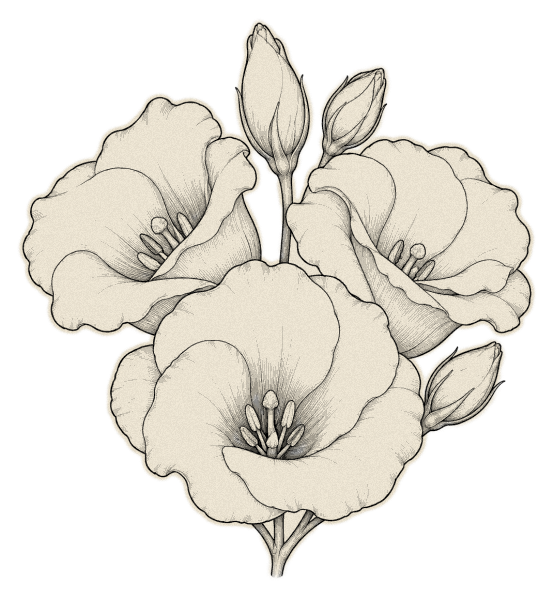 Lisianthus – blanc