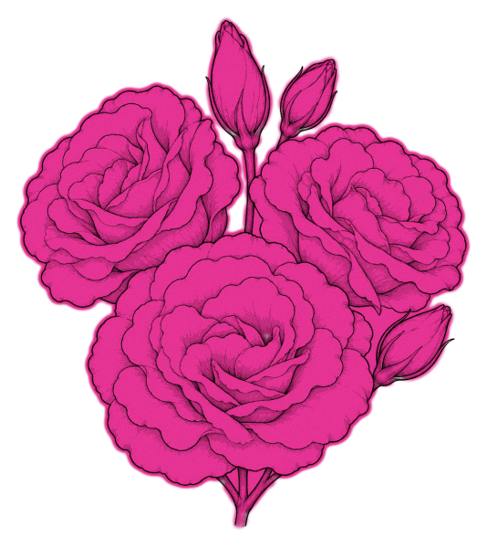 Lisianthus – double – fuchsia