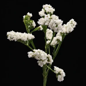 product 130 01m3w6c1s02d4072kym4nqw1sn processed