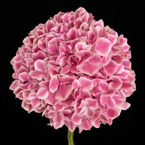 product 346 01m3wdcw997srr9h8zn3htptpj processed