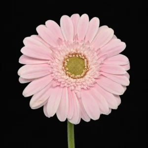 product 403 01m3wevh3hqnq2za8g7ffsdgtr processed