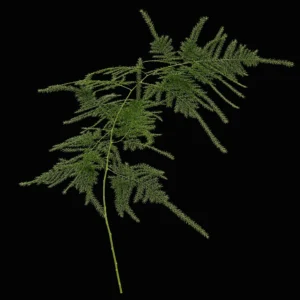 product 61 01m40dpedq2q290vm4rpb72cxn processed