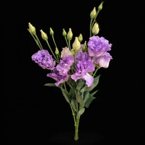 product 760 01m3wke0pwnyjv0p13qf3d9h8g processed